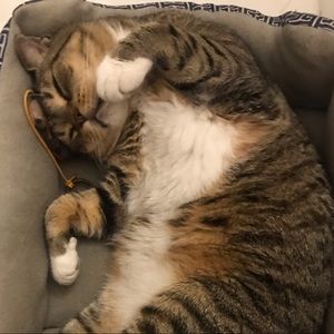 Meet your Posher, Freddie